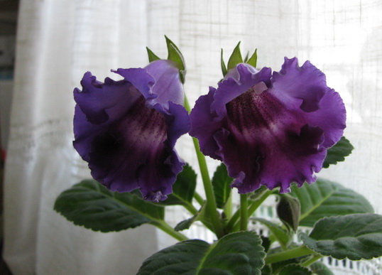 Бархатный Блюз