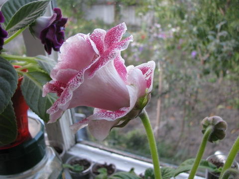 Изображение 1865.jpg