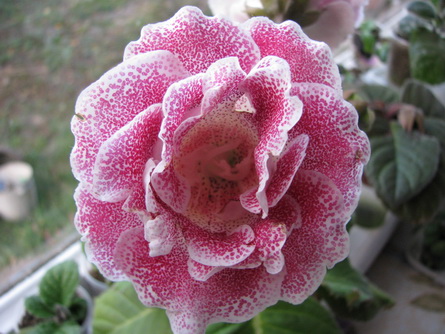 Изображение 1878.jpg