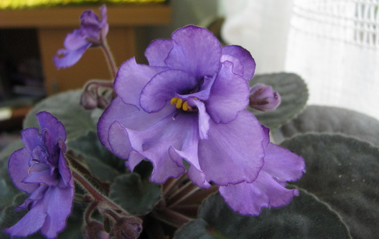 Изображение 2633.jpg