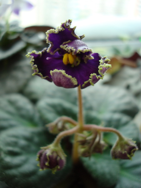 DSC03093_новый размер.JPG