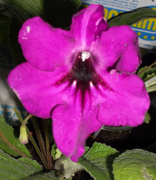 strep Dark Shadow 2006 08 11.jpg