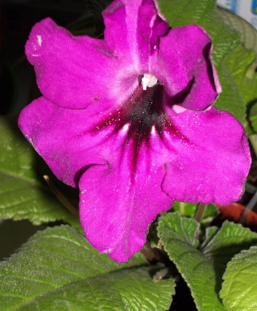 strep Dark Shadow 2006 08 13.jpg