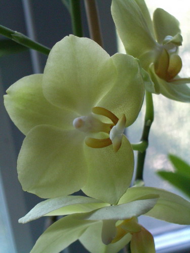 phall yell 2006 08 12.jpg