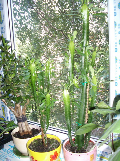 molo4ai 2006 08 14.jpg