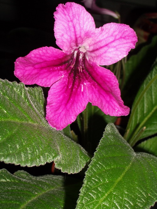 streps July Forth 2006 08 13.jpg