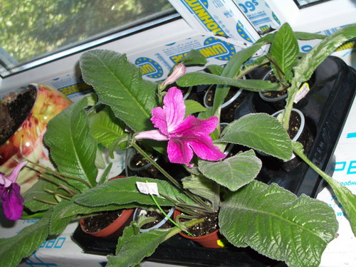 streps dnepr 2006 08 13.jpg