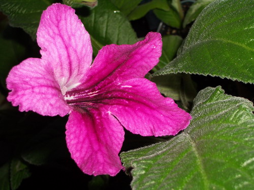 streps July Forth 2006 08 14.jpg