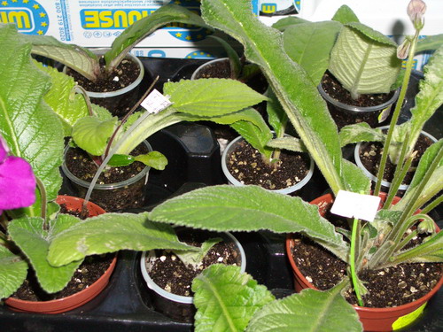 streps dnepr 2006 08 14.jpg