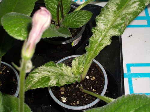 strep Iced Ice Baby 2006 08 14.jpg