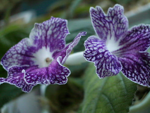 strep Calico Print 2006 08 13.jpg