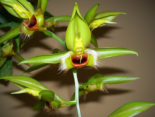 Catasetum osculatum tipo
