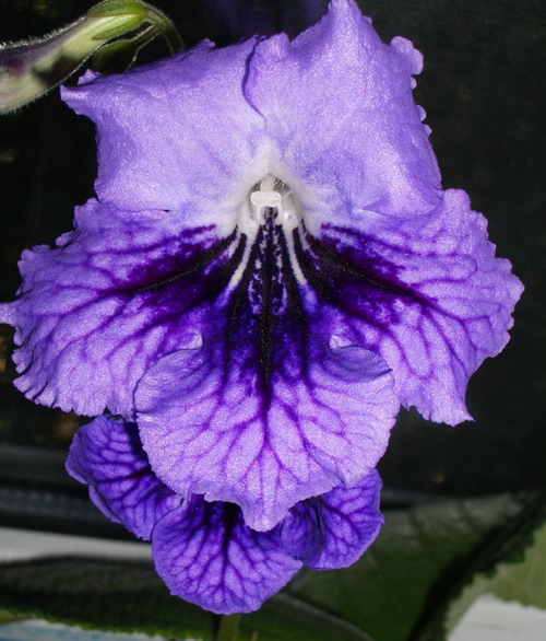 strep The King 2006 08 14.jpg