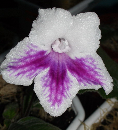 strep Tie Dyed 2006 08 14.jpg