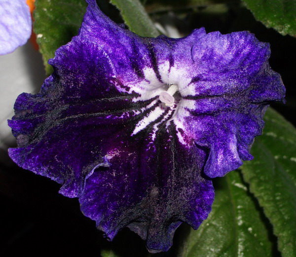 strep Moonlite Velvet 2006 08 14.jpg