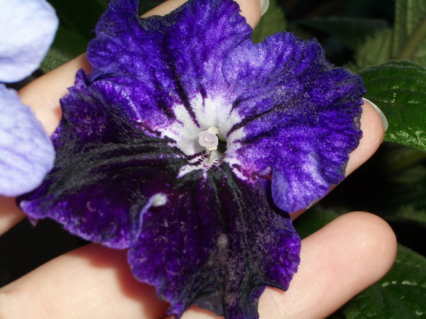 strep Moonlite Velvet 2006 08 13.jpg