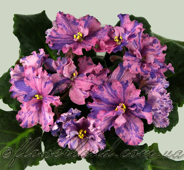 Suncoast Fantasy Love