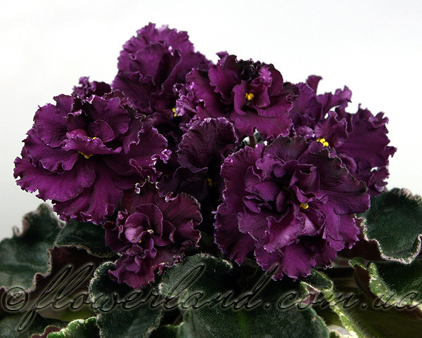 ЕК-Мулен Руж