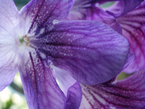 streps noname01 2006 08 14.jpg