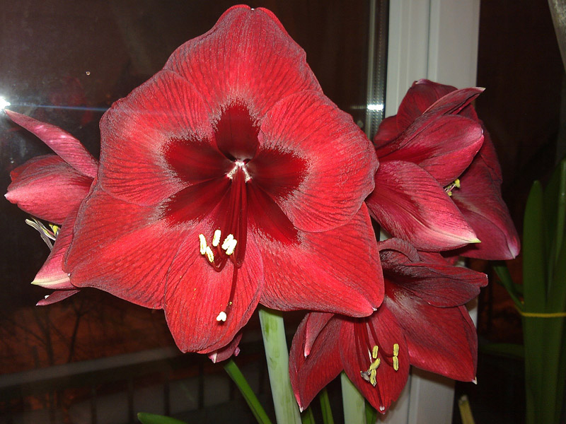 Benfika or Black Pearl_i.jpg