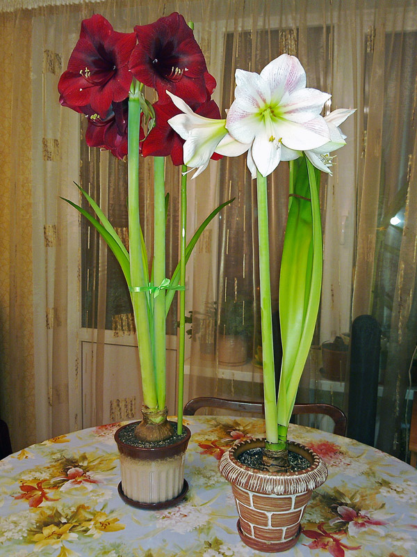 Красный и белый_01_i.jpg