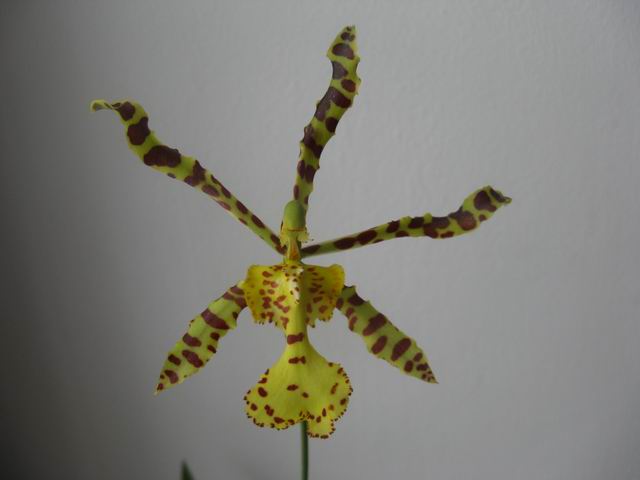 Resize of IMG_2045.JPG