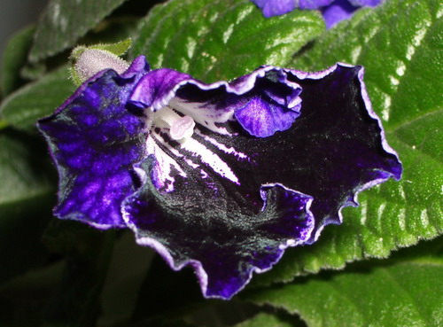 strep Moonlite Velvet 2006 08 01.jpg