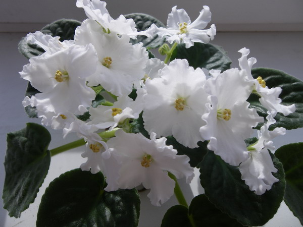 Nortex's Snowkist Haven