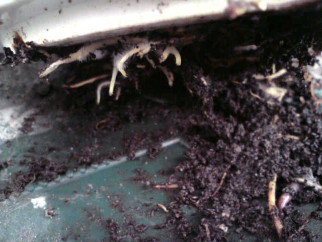 Корням хорошо - гумус!