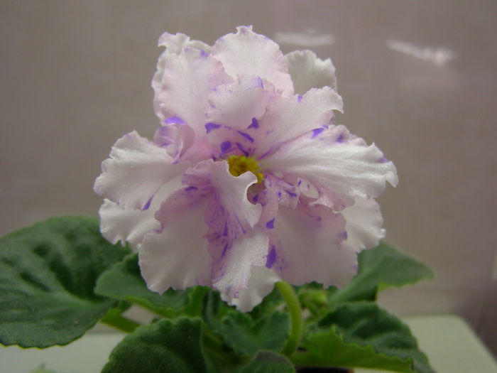 Neptune's Jewels1.jpg