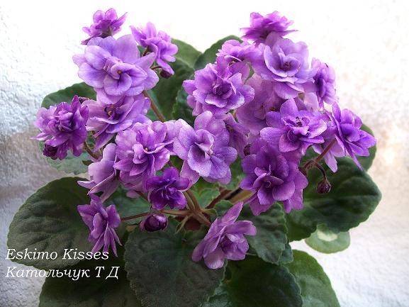 Eskimo Kisses bol.JPG