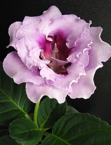 Восхитительная Невеста