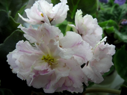 ЛЕ-САШЕНЬКА