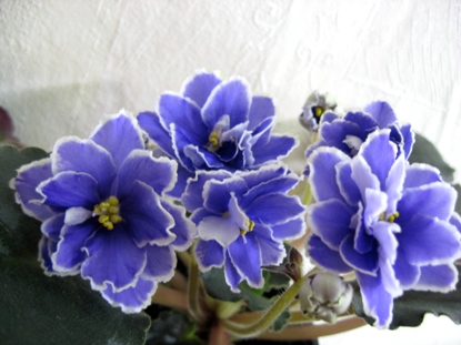 CARALLIL&quot;S BONITA LEGACY