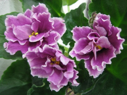 ЕК-ПОДАРОК НА РОЖДЕСТВО