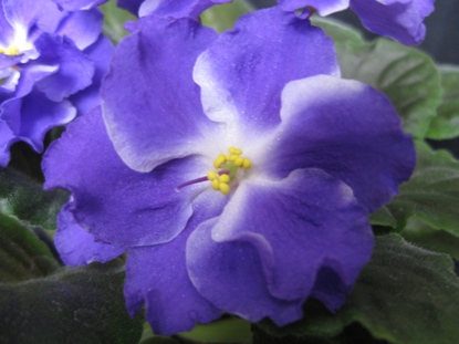 PLAYFULL SPECTRUM  спорт