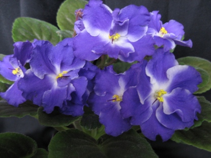 PLAYFULL SPECTRUM   спорт