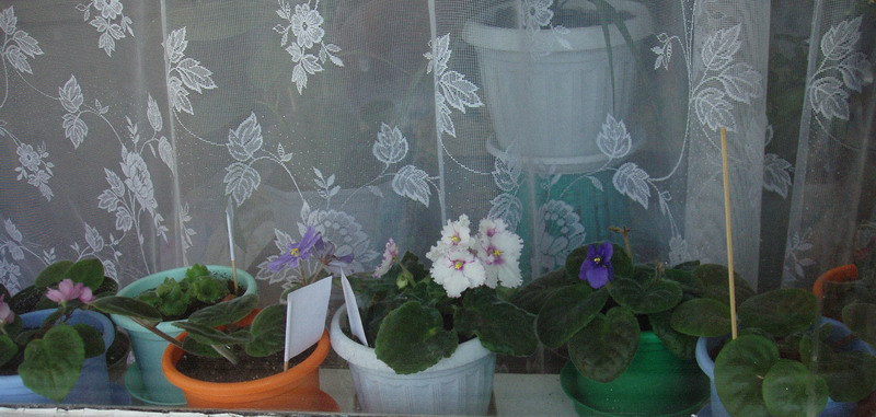 мой подоконник