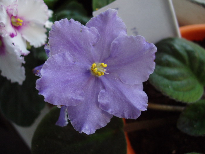 Meghan’s Bay (Sorano),  из Днепровского заказа