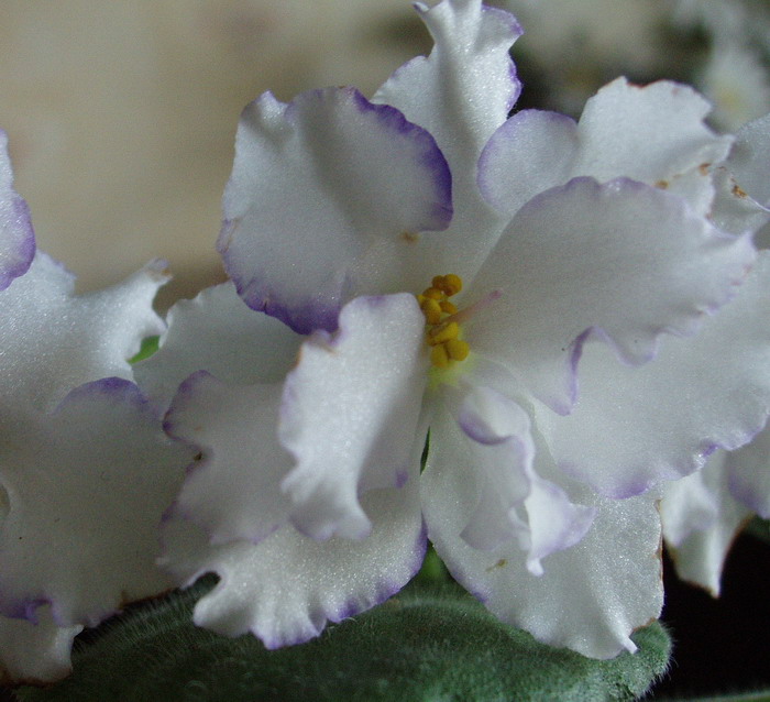 Arctic Frost, подарочный из Днепровского заказа