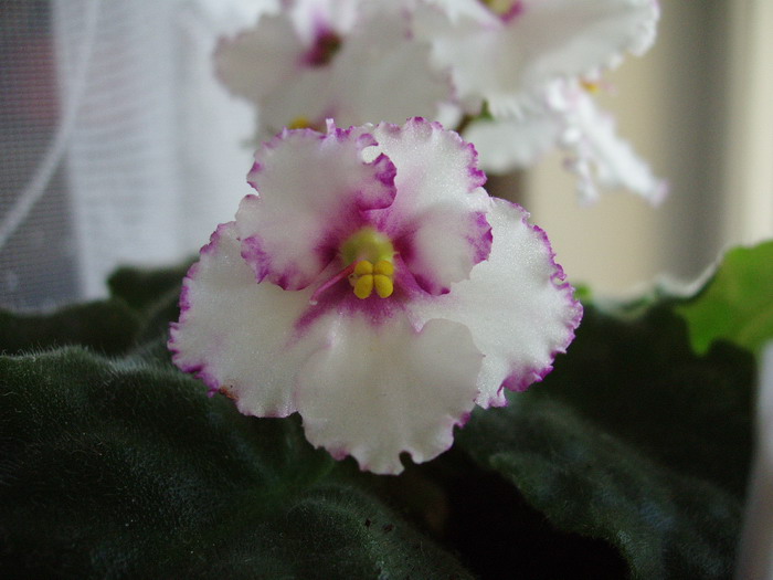 Моя любимица, не перстает меня радовать