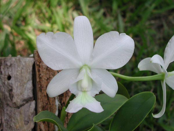 LR-C-nobilior-alba-'Paride II'-3.jpg