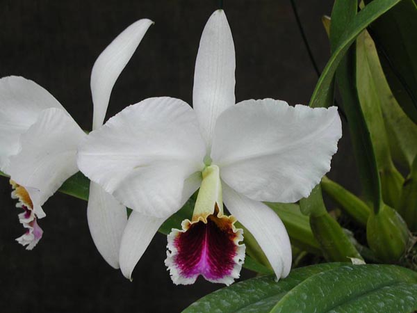 LR-C-percivaliana-semi alba-(11-6).jpg