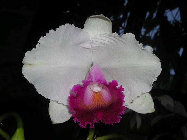 LR-C-quadricolor-lab escuro-Girardota.jpg