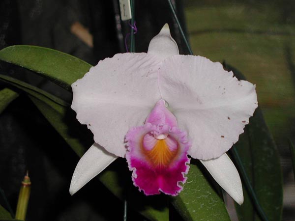 LR-C-quadricolor-Pedra Azul-XXX.jpg