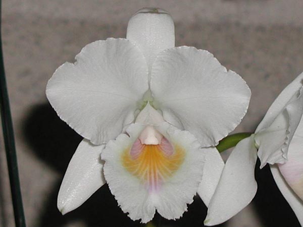 LR-C-quadricolor-semi alba-suave-XXX.jpg