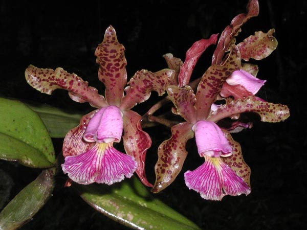 LR-C-schilleriana-(selecao 1)-(EXAMPLE).jpg