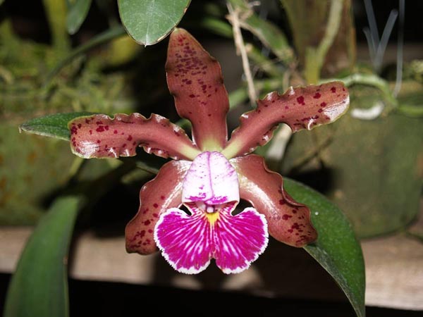 LR-C-schilleriana-(selecao 2)-(EXAMPLE).jpg