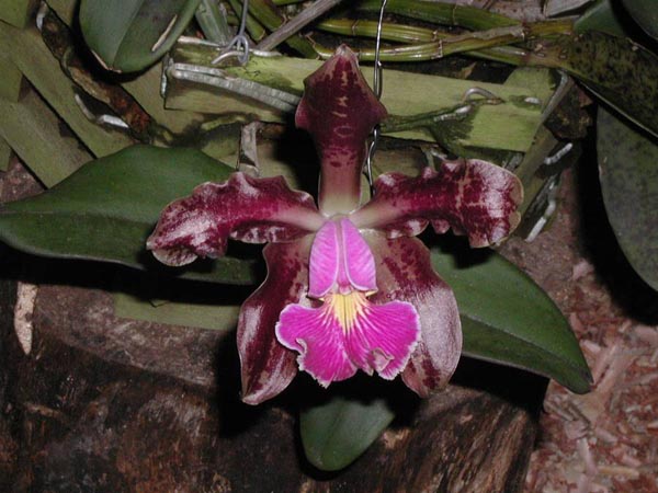 LR-C-schilleriana-Agua Surda-III.jpg