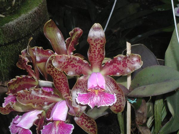 LR-C-schilleriana-Daniel Endringer.jpg